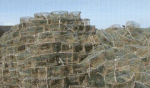 大叔捡到一只小狸猫，越养却越不对劲，兽医：这猫不能养