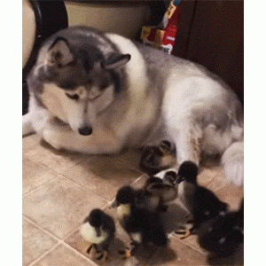 主人带回一群鸭，二哈瞬间安静不拆家～