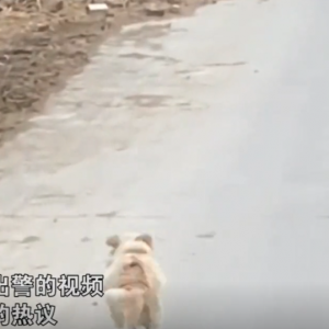 内蒙古一只狗狗一路狂奔，为消防员带路，灭完火后还目送离开！