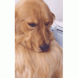 别忽视狗狗半夜发出的“哭声”，它有这些话想说