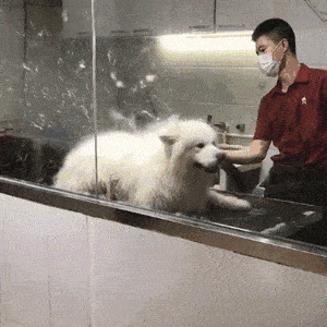 公认“不臭”的几种狗，江湖人称“香狗”