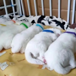 主人在外隔离，这窝无人照料的小奶狗遇上了这位热心好邻居