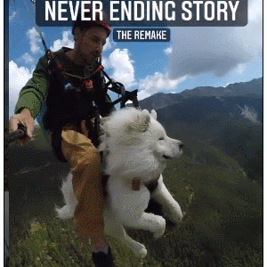 3岁萨摩耶环游世界！被抛弃两次后跟着主人飞天翱翔