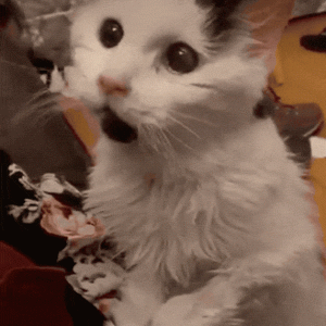 网友捡了只9岁老猫，本想给它临终关怀……结果它又活了20年！