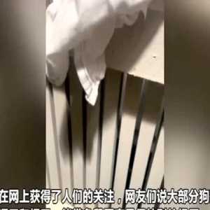 澳大利亚一只松狮犬外出回家时 胸前挂着一负鼠宝宝