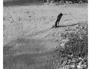 看完这只柯基的“奇迹变身”后，网友惊呆了：主人肯定付出了很多心血……