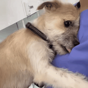 兽医给流浪狗做检查，没想到狗子一个劲儿地往她怀里钻