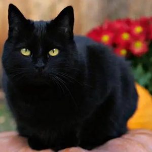 又一“猫咪”品种陨落，曾经很多人喜欢，现在却没人养了