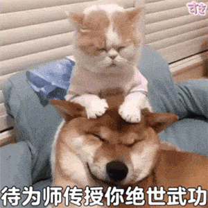 狗狗被铲屎官照顾得好，这几个特点很明显，骗不了人