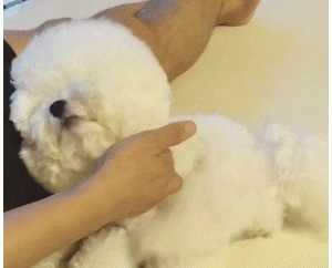 比熊若是认定你为主人，这几个表现瞒不住！