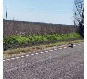 流浪狗守在公路上不肯离开，靠近才发现它想救朋友……结局超暖！