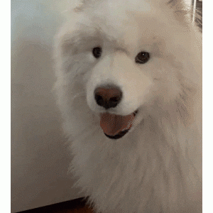 “萨摩耶”不能流浪的原因，希望看完，别抛弃它