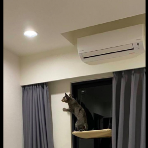 猫咪跳到墙上再折返下来，不愧是老虎的师傅啊，都会飞檐走壁了！