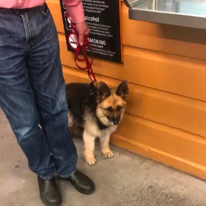 主人带侏儒德牧去医院打针，它害怕地躲在后面，模样可怜又委屈！