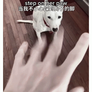当主人踩到狗vs当狗踩到主人……哈哈哈受伤的为啥总是铲屎官！