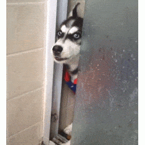 铲屎官上厕所，在狗子看来，有这些意思