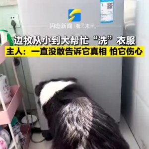 边牧从小到大帮忙“洗”衣服，主人怕其伤心一直不敢告诉它真相…