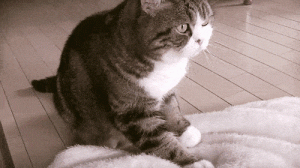 如果狸花猫出现这些行为，说明它已经“认主”了