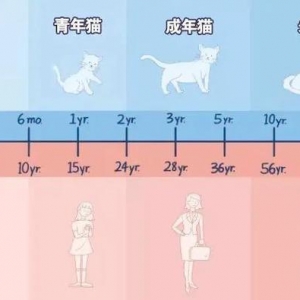 猫咪不生病的情况下，能活到多少岁？