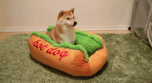 “热狗”和“狗”有什么关系，为什么英文读“hot dog”真相太惊人！