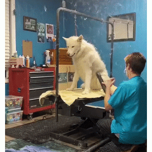 养狗最令人窒息的瞬间……看完你还敢养狗吗？