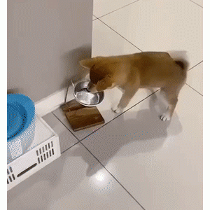 柴柴没吃饱，气得要和饭盆干架：赶紧给我变出来狗粮！