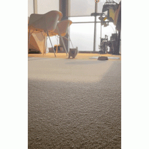 英子宠物｜老板捡到一只小奶狗，放到了办公室养，结果……