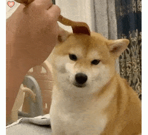 这些特点，你家狗能中一个，说明它可以带来“好运”