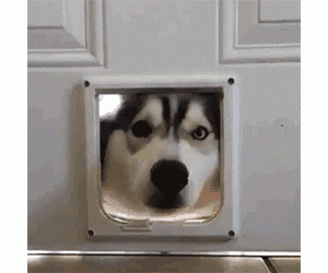 过来人推荐的3种“无攻击性”狗狗，哪种更值得养？