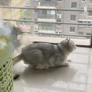 追着猫喷了三天屎…救命！咋有鸟这么记仇啊？！