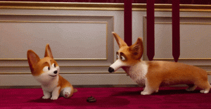 可爱“修勾”俚语特辑｜“big dog”翻译成“大狗”就完蛋了！