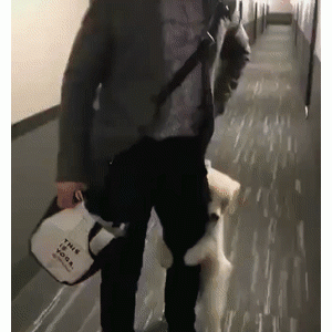 第一眼还以为是个狗头人，仔细一看，太可爱了！