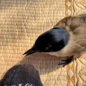 喜鹊帮救命恩人穿针引线缝袜子，网友：小心把针插进脚里