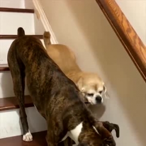 每当盲眼狗狗要下楼时，另一只狗就会这么做……太暖了！