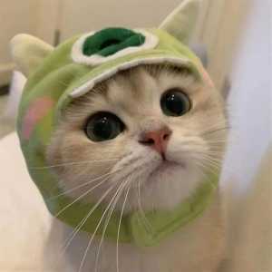 头像丨猫猫到底怎么了