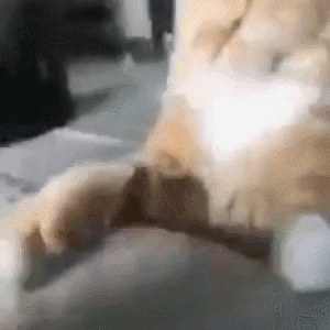 千万别和缅因猫打架，一拳过来你会哭的……