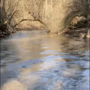 因为腿短，柯基游泳差点被河水冲走，太惨了……