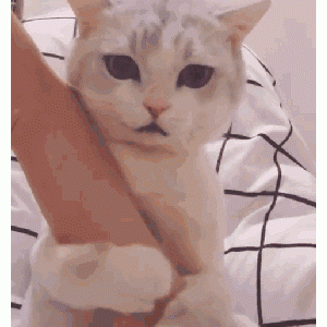 猫的尾巴，有一丢丢的“油腻”