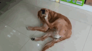 狗狗经常挠痒痒怎么回事？