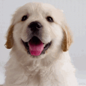 送养的狗狗半夜逃跑，辗转97天、64公里，只为回到她的身边！