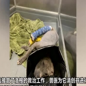 美国一只比特犬遭受虐待后失去两条后腿 三周后学会用两前腿行走