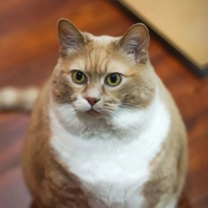 橘猫被遗弃的理由很奇葩，因为太胖太能吃，幸好遇到好心网友……