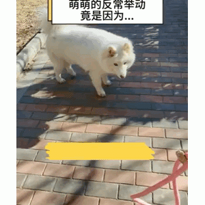 失明萨摩耶的行为突然变得异常，原来一切都是因为…