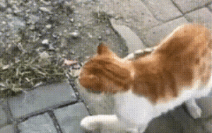 流浪猫被钢针刺进身体，围着路人叫“救命”，猫：本喵被偷袭了