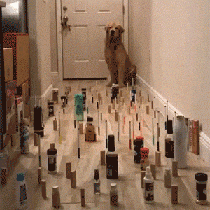 你的猫给你送过礼物吗？猫猫表达爱的8种特殊方式