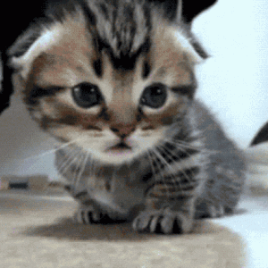 超治愈！刚出生就变孤儿的小奶猫，把第一个见到的人当成了妈！