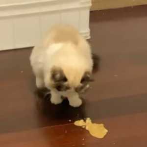 宠物拉稀呕吐怎么调理可以参考一下