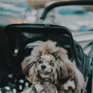 成都宠物友好商场地图｜萌宠与城市的双向奔赴