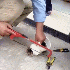 猫咪卡在水管里面，主人拉锯子割开，小猫乖得出奇！