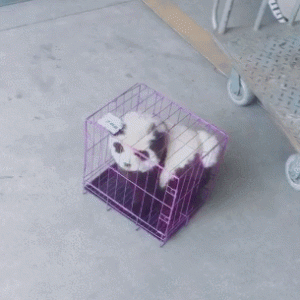 狗狗被染成熊猫，空运过来出问题，差点被报警处理！